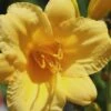 Stella De Oro Daylily - 6 Pack Of 1 Gallon Pots -Plant Serie Store Daylily Stella De Oro 25 1