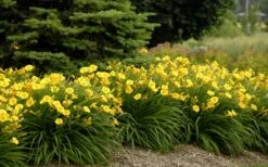 Stella De Oro Daylily - 6 Pack Of 1 Gallon Pots -Plant Serie Store Daylily Stella De Oro 26 1