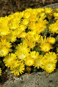 Banana Blast Yellow Ice Plant (Delosperma) - 10 Pack Of Pint Pots -Plant Serie Store Delosperma Hot Cakes Banana Blast 2