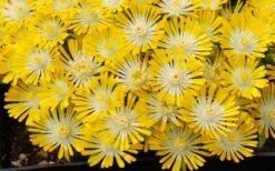 Banana Blast Yellow Ice Plant (Delosperma) - 10 Pack Of Pint Pots -Plant Serie Store Delosperma Hot Cakes Banana Blast 3