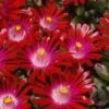 Saucy Strawberry Red Ice Plant (Delosperma) - 5 Pack Of Quart Pots -Plant Serie Store Delosperma Hot Cakes Saucy Strawberry 1