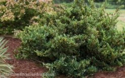 Coppertone Distylium - 3 Gallon Pot -Plant Serie Store Distylium Coppertone 5