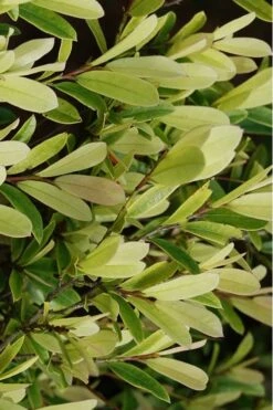 Spring Frost Distylium - 3 Gallon Pot 12 Spring Frost Distylium - 3 Gallon Pot -Plant Serie Store Distylium Spring Frost 5