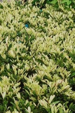 Spring Frost Distylium - 3 Gallon Pot 13 Spring Frost Distylium - 3 Gallon Pot -Plant Serie Store Distylium Spring Frost 6