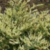 Spring Frost Distylium - 3 Gallon Pot 2 Spring Frost Distylium - 3 Gallon Pot -Plant Serie Store Distylium Spring Frost 9
