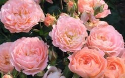 Apricot Drift Dwarf Rose - 1 Gallon Pot -Plant Serie Store Drift Rose Apricot 2 1