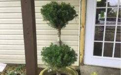 Poodle Tier Dwarf Alberta Spruce Topiary (2-Ball) - 2 Gallon Pot 9 Poodle Tier Dwarf Alberta Spruce Topiary (2-Ball) - 2 Gallon Pot -Plant Serie Store Dwarf Alberta Spruce Poodle Tier