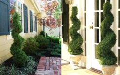 Spiral Dwarf Alberta Spruce Topiary - 7 Gallon Pot -Plant Serie Store Dwarf Alberta Spruce Spiral