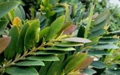 Coppertone Distylium - 3 Gallon Pot -Plant Serie Store Dystilium Coppertone