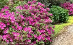 Autumn Amethyst Encore Azalea - 3 Gallon Pot -Plant Serie Store Encore Azalea Autumn Amethyst 51 1
