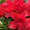 Autumn Bonfire Encore Azalea - 6 Pack Of 1 Gallon Pots -Plant Serie Store Encore Azalea Autumn Bonfire 500x750 1