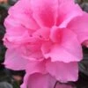 Autumn Carnation Encore Azalea - 1 Gallon Pot -Plant Serie Store Encore Azalea Autumn Carnation 3 500x750 1