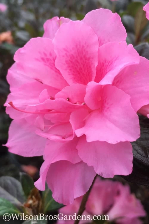 Autumn Carnation Encore Azalea - 1 Gallon Pot 3 Autumn Carnation Encore Azalea - 1 Gallon Pot