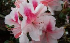 Autumn Chiffon Encore Azalea - 1 Gallon Pot -Plant Serie Store Encore Azalea Autumn Chiffon 1