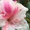 Autumn Chiffon Encore Azalea - 1 Gallon Pot 1 Autumn Chiffon Encore Azalea - 1 Gallon Pot -Plant Serie Store Encore Azalea Autumn Chiffon 2 500x750 2
