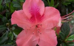 Autumn Coral Encore Azalea - 2 Gallon Pot -Plant Serie Store Encore Azalea Autumn Coral