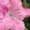 Autumn Debutante Encore Azalea - 3 Gallon Pot -Plant Serie Store Encore Azalea Autumn Debutante 500x750 2