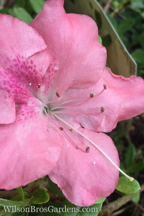 Autumn Debutante Encore Azalea - 3 Gallon Pot 3 Autumn Debutante Encore Azalea - 3 Gallon Pot
