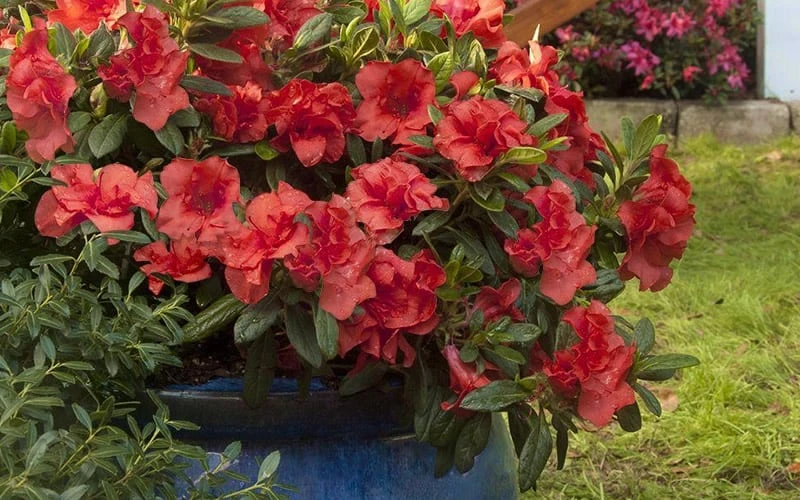Autumn Embers Encore Azalea - 2 Gallon 8 Autumn Embers Encore Azalea - 2 Gallon - Image 6