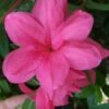Autumn Empress Encore Azalea - 1 Gallon Pot 2 Autumn Empress Encore Azalea - 1 Gallon Pot -Plant Serie Store Encore Azalea Autumn Empress 500x750 1