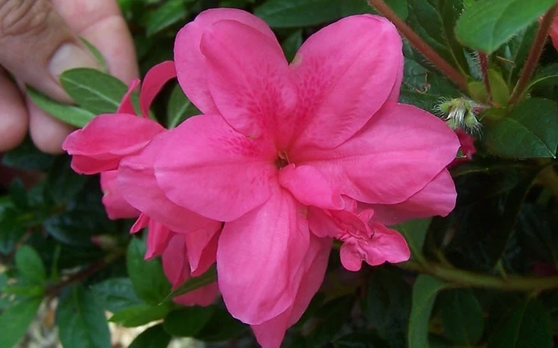 Autumn Empress Encore Azalea - 1 Gallon Pot 6 Autumn Empress Encore Azalea - 1 Gallon Pot - Image 4