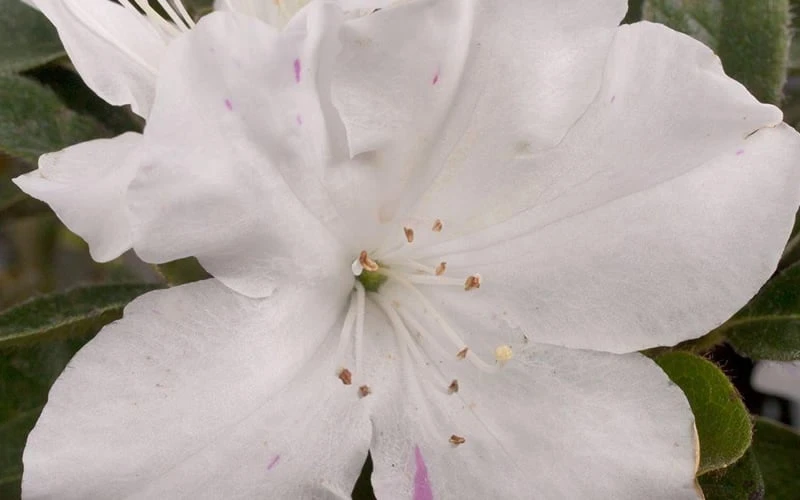 Autumn Lily Encore Azalea - 6 Pack Of 1 Gallon Pots 6 Autumn Lily Encore Azalea - 6 Pack Of 1 Gallon Pots - Image 4