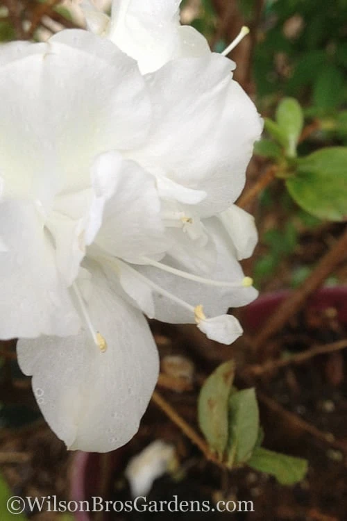 Autumn Moonlight Encore Azalea - 6 Pack Of 1 Gallon Pots 3 Autumn Moonlight Encore Azalea - 6 Pack Of 1 Gallon Pots