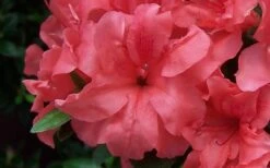 Autumn Princess Encore Azalea - 2 Gallon Pot -Plant Serie Store Encore Azalea Autumn Princess