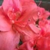Autumn Princess Encore Azalea - 2 Gallon Pot -Plant Serie Store Encore Azalea Autumn Princess 500x750 1