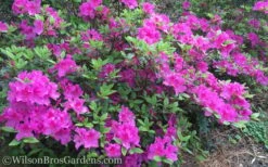 Autumn Royalty Encore Azalea - 1 Gallon Pot -Plant Serie Store Encore Azalea Autumn Royalty 50
