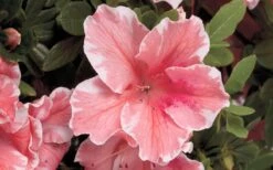 Autumn Sunburst Encore Azalea - 1 Gallon Pot -Plant Serie Store Encore Azalea Autumn Sunburst 5