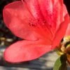Autumn Sunset Encore Azalea - 3 Gallon Pot 1 Autumn Sunset Encore Azalea - 3 Gallon Pot -Plant Serie Store Encore Azalea Autumn Sunset 2 500x750 2