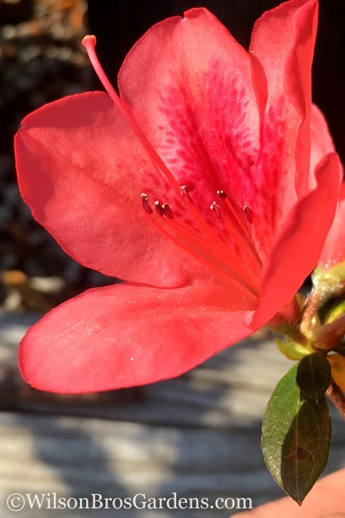 Autumn Sunset Encore Azalea - 3 Gallon Pot 3 Autumn Sunset Encore Azalea - 3 Gallon Pot