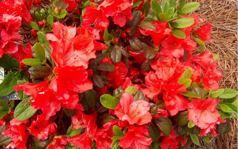 Autumn Sunset Encore Azalea - 3 Gallon Pot 7 Autumn Sunset Encore Azalea - 3 Gallon Pot - Image 5