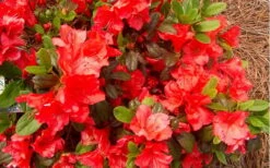 Autumn Sunset Encore Azalea - 6 Pack Of 1 Gallon Pots -Plant Serie Store Encore Azalea Autumn Sunset 5