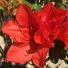 Autumn Bravo Encore Azalea - 6 Pack Of 1 Gallon Pots -Plant Serie Store Encore Azalea Autumn UNKNOWN 2 500x750 1