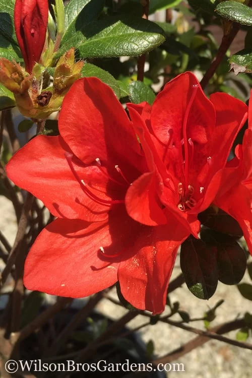 Autumn Bravo Encore Azalea - 2 Gallon Pot 3 Autumn Bravo Encore Azalea - 2 Gallon Pot