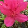 Autumn Carnival Encore Azalea - 3 Gallon Pot -Plant Serie Store Encore Azalea Autumn UNKNOWN 4 500x750 1