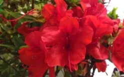Autumn Bravo Encore Azalea - 2 Gallon Pot 9 Autumn Bravo Encore Azalea - 2 Gallon Pot -Plant Serie Store Encore Azalea Bravo 1 1