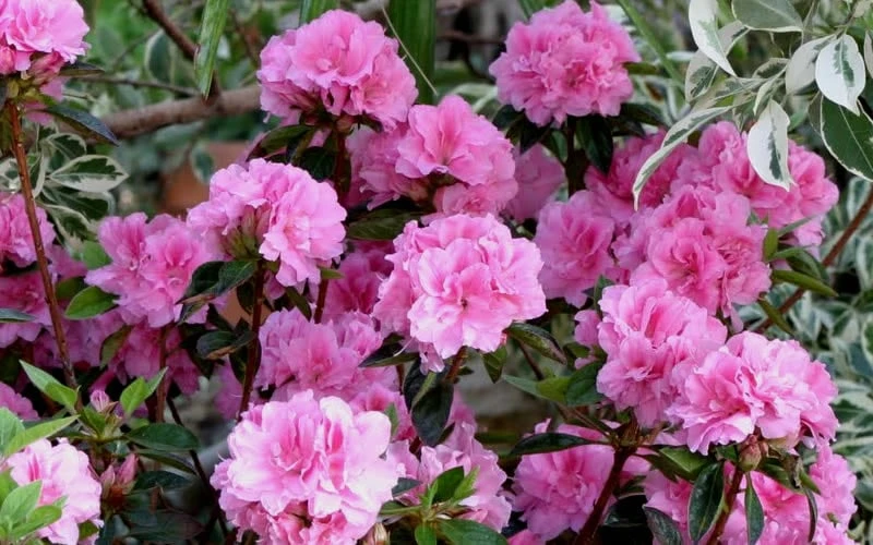 Autumn Carnation Encore Azalea - 1 Gallon Pot 6 Autumn Carnation Encore Azalea - 1 Gallon Pot - Image 4