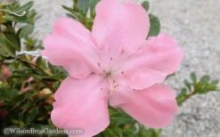 Autumn Debutante Encore Azalea - 3 Gallon Pot 9 Autumn Debutante Encore Azalea - 3 Gallon Pot -Plant Serie Store Encore Azalea Debutante 3 50 1