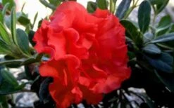 Autumn Embers Encore Azalea - 1 Gallon Pot -Plant Serie Store Encore Azalea Embers 1 2