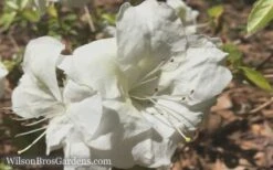 Autumn Moonlight Encore Azalea - 6 Pack Of 1 Gallon Pots 9 Autumn Moonlight Encore Azalea - 6 Pack Of 1 Gallon Pots -Plant Serie Store Encore Azalea Moonlight 5