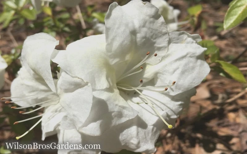 Autumn Moonlight Encore Azalea - 6 Pack Of 1 Gallon Pots 6 Autumn Moonlight Encore Azalea - 6 Pack Of 1 Gallon Pots - Image 4