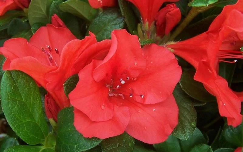 Autumn Sunset Encore Azalea - 3 Gallon Pot 8 Autumn Sunset Encore Azalea - 3 Gallon Pot - Image 6