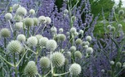 Rattlesnake Master (Eryngium Yuccifolium) - 1 Gallon Pot -Plant Serie Store Eryngium20yuccifolium rattlesnake master plant 10