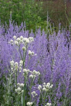 Rattlesnake Master (Eryngium Yuccifolium) - 1 Gallon Pot -Plant Serie Store Eryngium20yuccifolium rattlesnake master plant 6