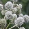 Rattlesnake Master (Eryngium Yuccifolium) - 1 Gallon Pot -Plant Serie Store Eryngium20yuccifolium rattlesnake master plant 7