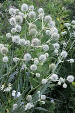 Rattlesnake Master (Eryngium Yuccifolium) - 1 Gallon Pot -Plant Serie Store Eryngium20yuccifolium rattlesnake master plant 8