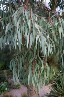 Angus Cold Hardy Eucalyptus Tree (Eucalyptus Nicholii) - 3 Gallon Pot -Plant Serie Store Eucalyptus Angus 15 3